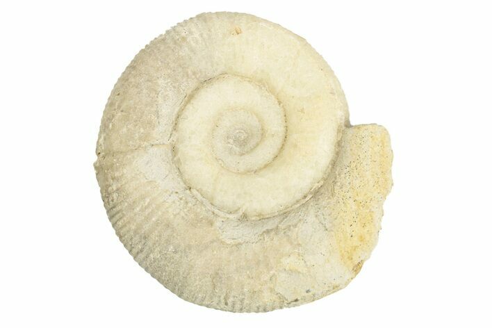 Bajocian Ammonite (Procerites) Fossil - France #249042